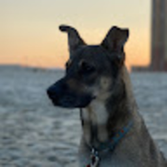 Meet your Posher, Taj - Picture 1 of 1